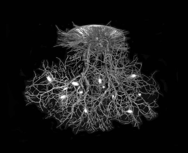 5.-roots-medium-to-small-COMPRESSED 5.-roots-medium-to-small-COMPRESSED